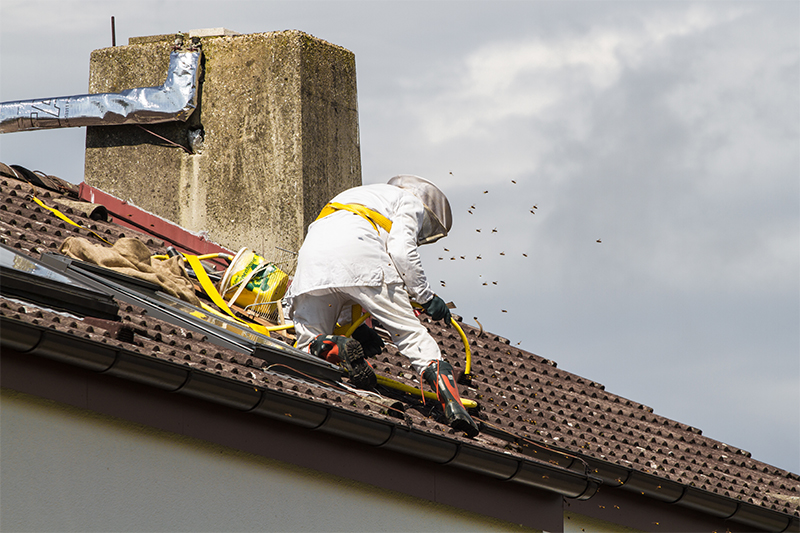 Bee Pest Control in Walsall West Midlands